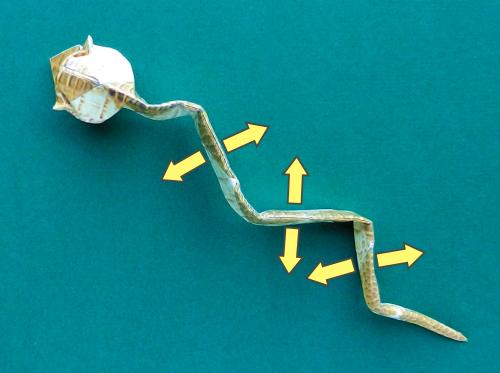 Fold an Origami snake