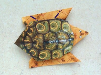 een origami schildpad van papier maken