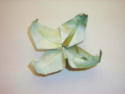 Witte bloem Witte bloem