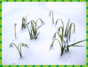 kaartje met sneeuwklokjes van papier in de sneeuw