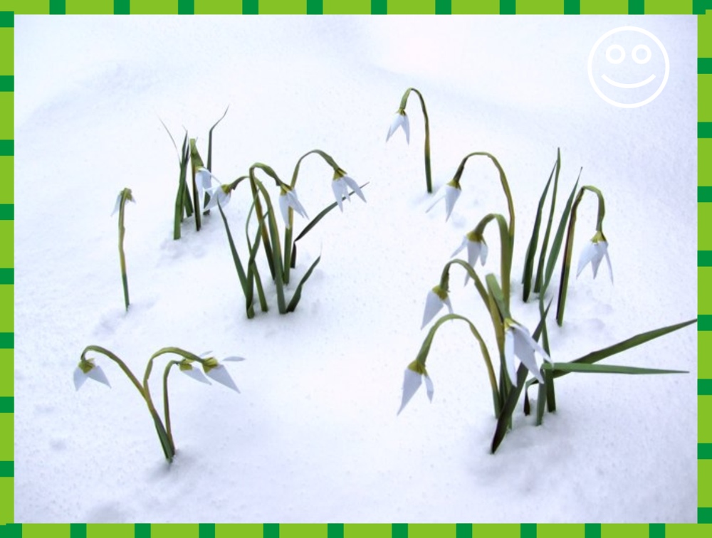 knutselkaartje met sneeuwklokjes in de sneeuw