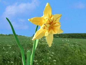 Card with beautiful origami narcissus