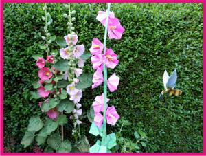 Card with a large origami hollyhock flower