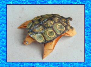uitprintbaar kaartje met een leuke schildpad erop uitprintbaar kaartje met een leuke schildpad erop