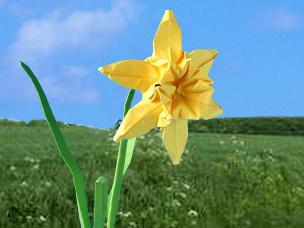 kaartje van een narcis in het open veld