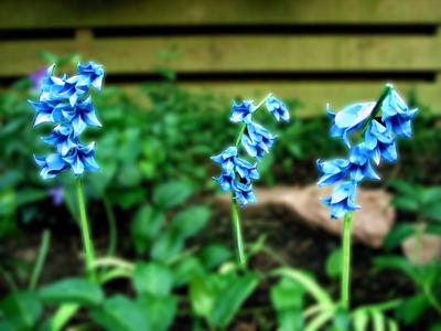 Origami Bluebells