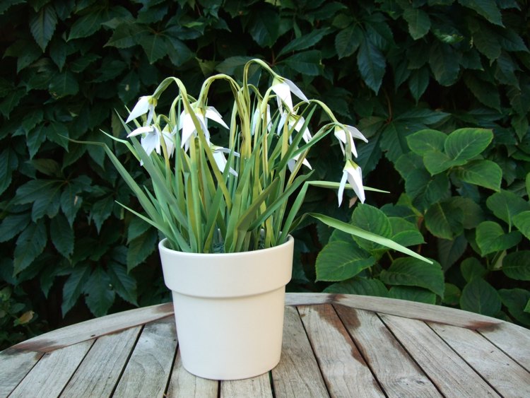 Origami Snowdrop flowers