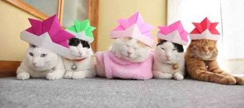 Cats with origami Hats