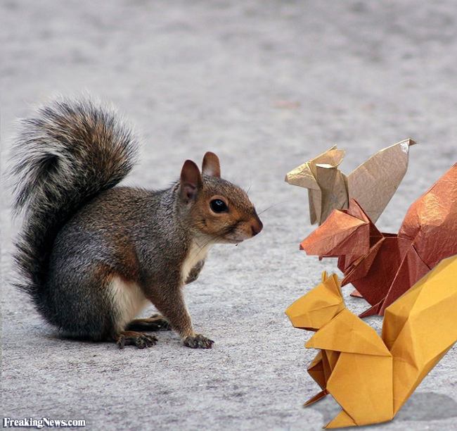Een echte eekhoorn bij drie origami eekhoorns