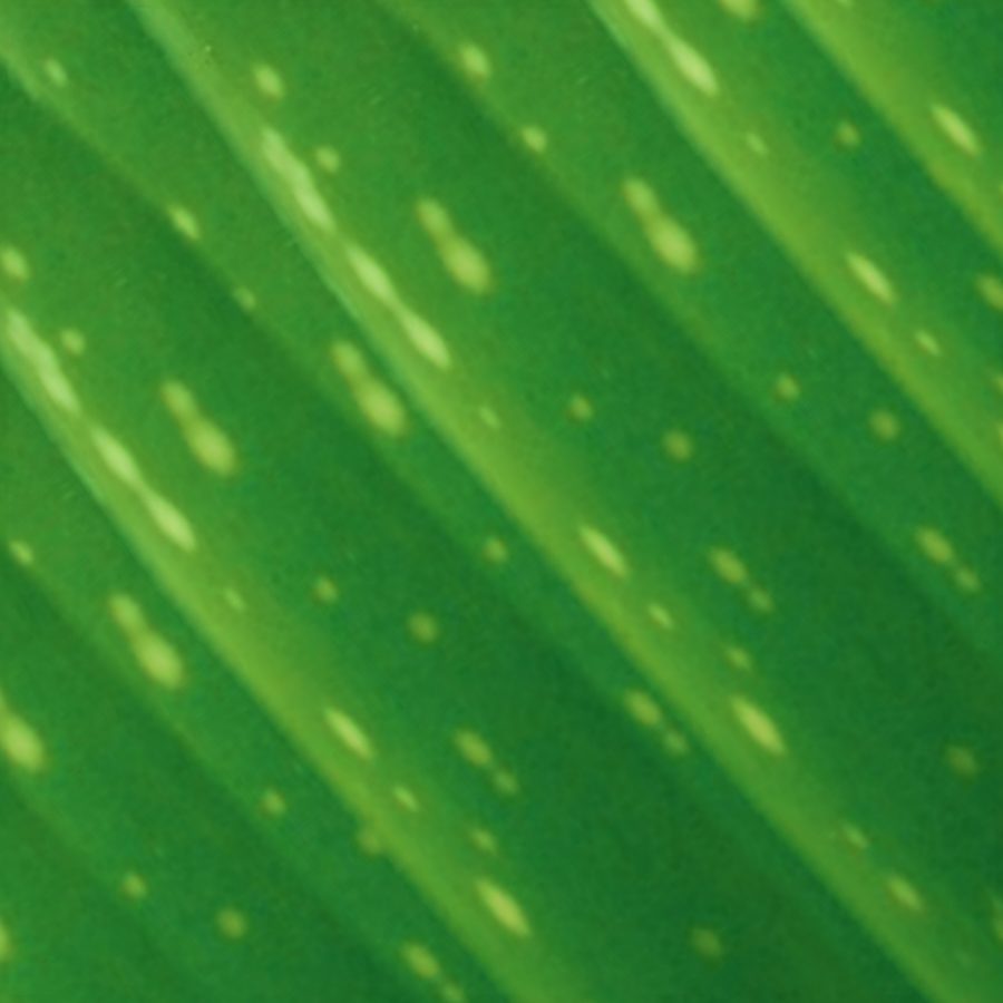 papiertje om het blad van een aloe vera van te maken