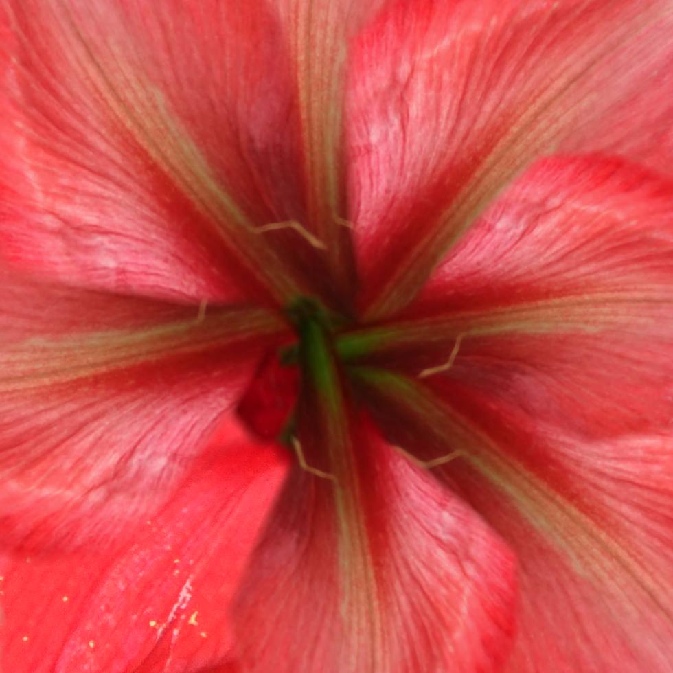 gekleurd motiefje om een amaryllis te maken