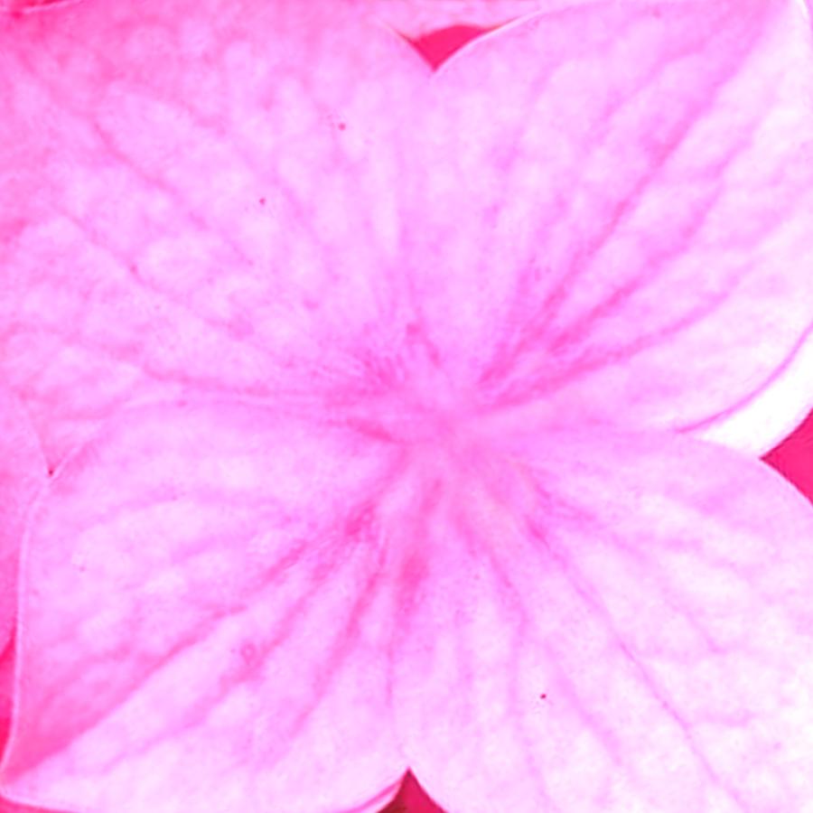 Origami Dogwood blossom paper