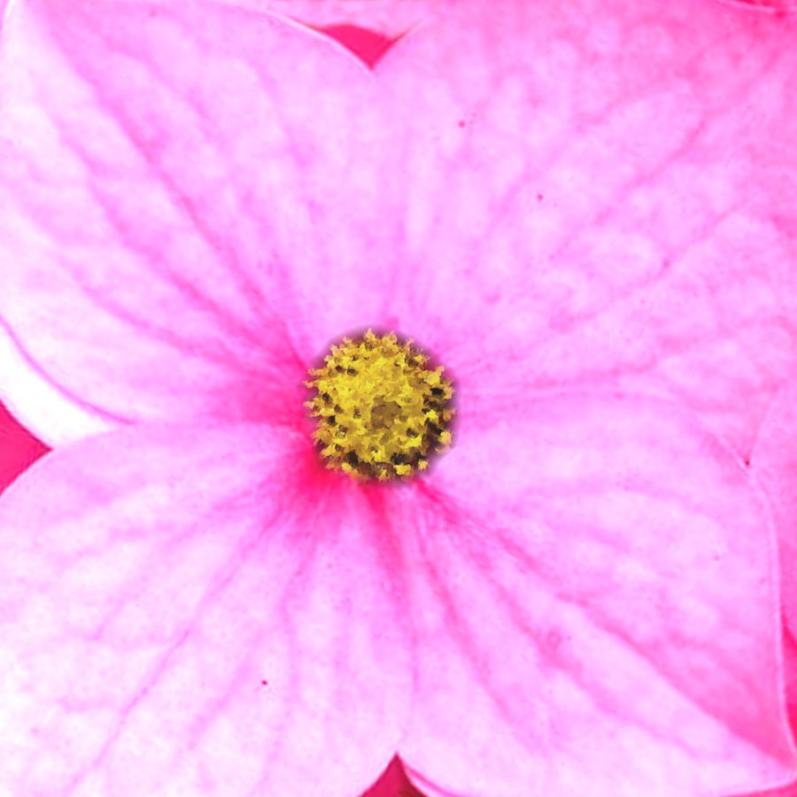 Dogwood blossom paper