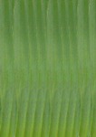 coloured pattern for the leaves of a grape hyacinth