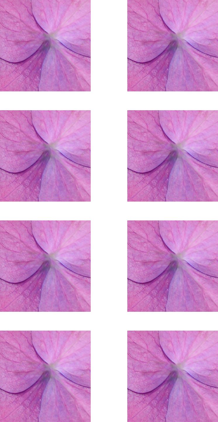 back of flower hydrangea