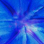 blauw vouwblaadje voor een mooie bloem