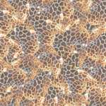 papiertje om zelf een giraffe van te knutselen