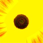 papier met zonnebloem print