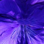Origami petunia papier