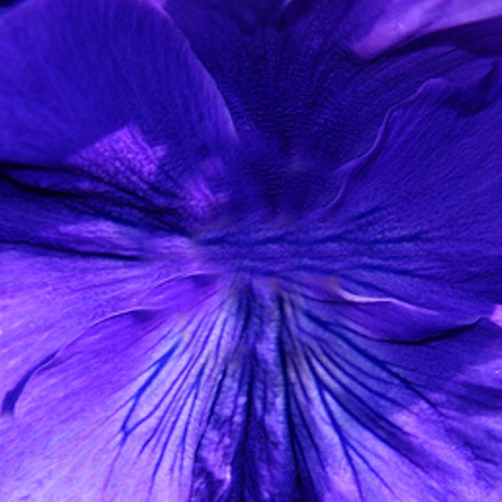 gekleurd motiefje voor een origami petunia