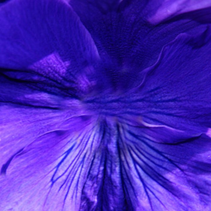 coloured pattern for making an origami petunia flower