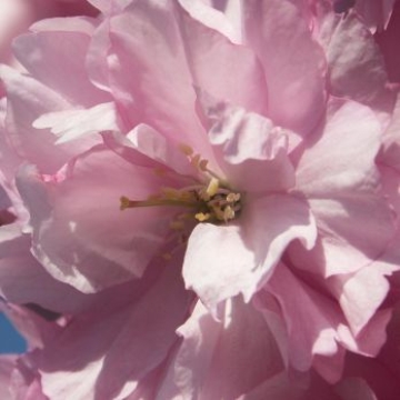 pink origami flower pattern