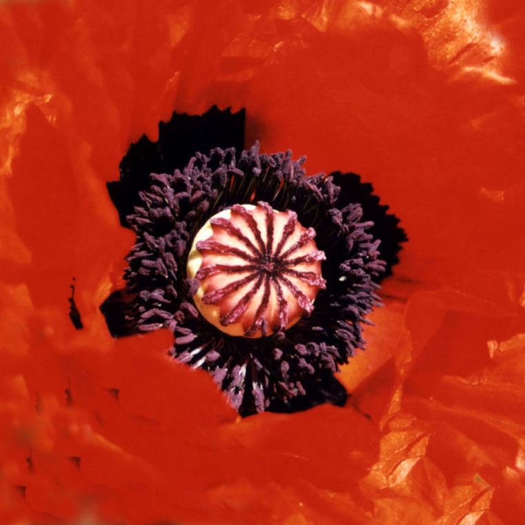 printable origami poppy folding paper