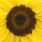 Origami sunflower paper