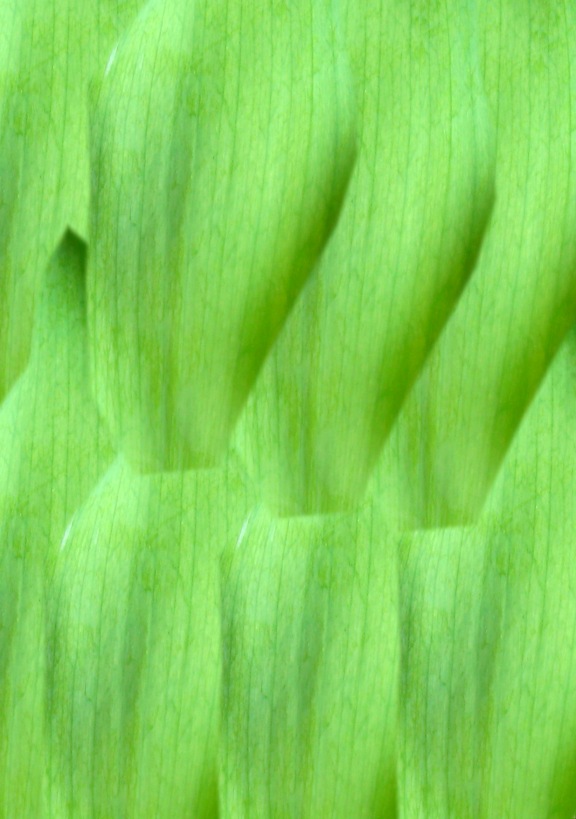 motiefje voor de steel van een tulp