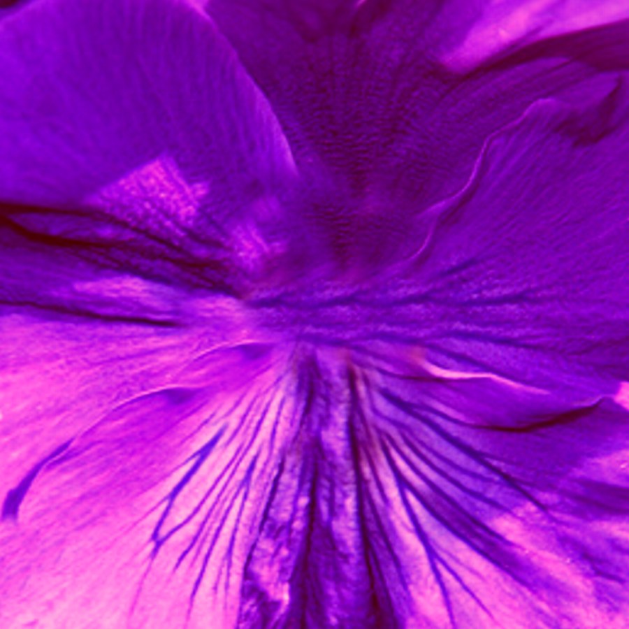 knutselpapier met violet bloem print