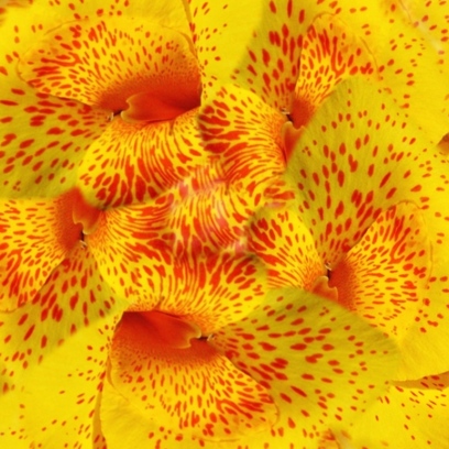 origami flower pattern