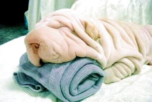 towel origami sleeping puppy