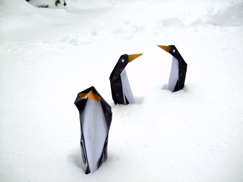 funny penguins shivering in the cold