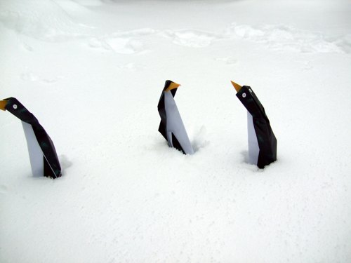 grappige pinguins die in de sneeuw staan te bibberen van de kou