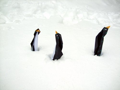 grappige pinguins die in de sneeuw staan te bibberen van de kou grappige pinguins die in de sneeuw staan te bibberen van de kou