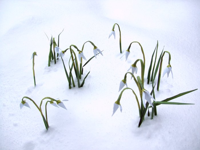 Origami sneeuwklokjes