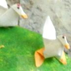 origami kippen