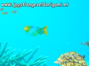 origami zeedieren screensaver origami zeedieren screensaver