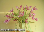 draaiende vaas met roze bloemen